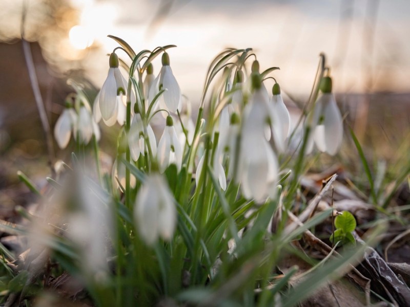 NLISN News, February&nbsp;2025