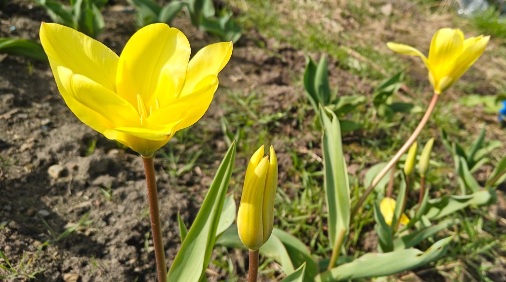 Yellow tulips starting to open